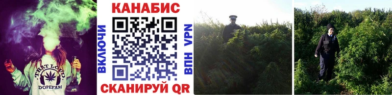 Бошки марихуана Ganja  ссылка на мегу ссылка  Ладушкин  где найти  